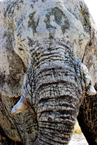 Elefant in Namibia