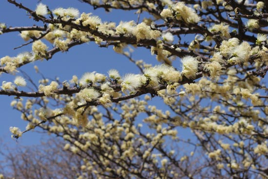 014.Büsche mit Hochzeitskleid