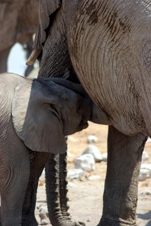 068.Elefantennachwuchs