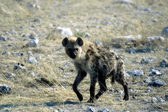 070.Hyäne