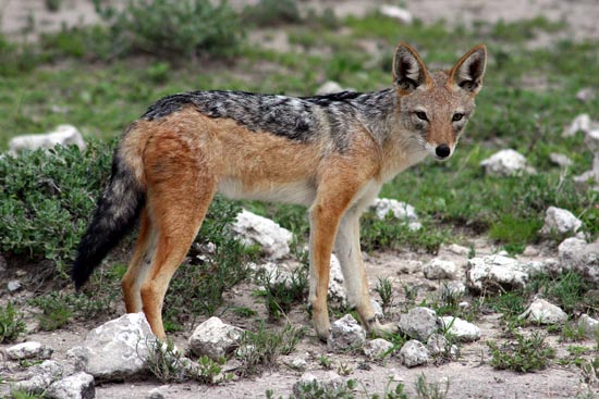 080b.Schabrackenschakal