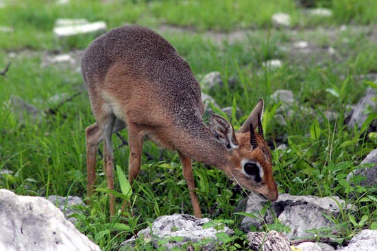 086.Damara Dik Dik