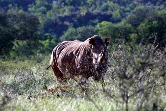 101.Spitzmaulnashörner