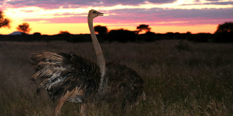 Vom Etosha-Nationalpark bis an den Südatlantik. Eine vergnügliche Namibiareise.