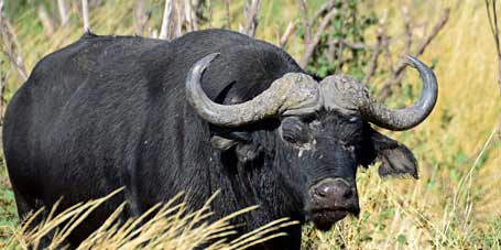 Eine Reise zum Okavango und in den Buffalo-Park.